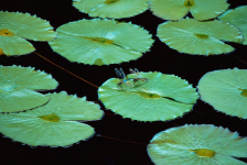 stl-dragonflies-mating.jpg (247894 bytes)