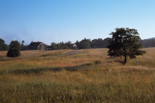 acadia35b-waves-in-field.jpg (281738 bytes)