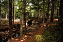 acadia36c-bridge-in-forest-with-sunspots.jpg (226803 bytes)