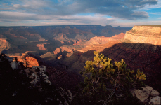 grandcanyon12-tree-tips-in-sun.jpg (268078 bytes)