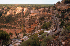 grandcanyon16-tree-stump.jpg (416684 bytes)