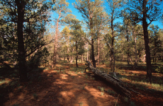 grandcanyon23-forest-shadows.jpg (482410 bytes)