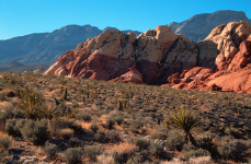 lasvegas-redrock16-cactus-field.jpg (378821 bytes)
