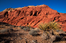 lasvegas-redrock18-cactus-and-rock.jpg (458528 bytes)