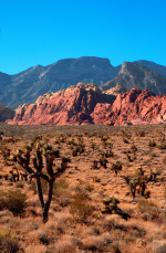 lasvegas-redrock26-spotted-ground.jpg (364287 bytes)