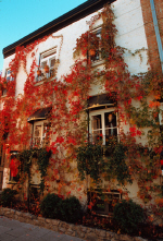 quebec01-wall-of-plants.jpg (298989 bytes)
